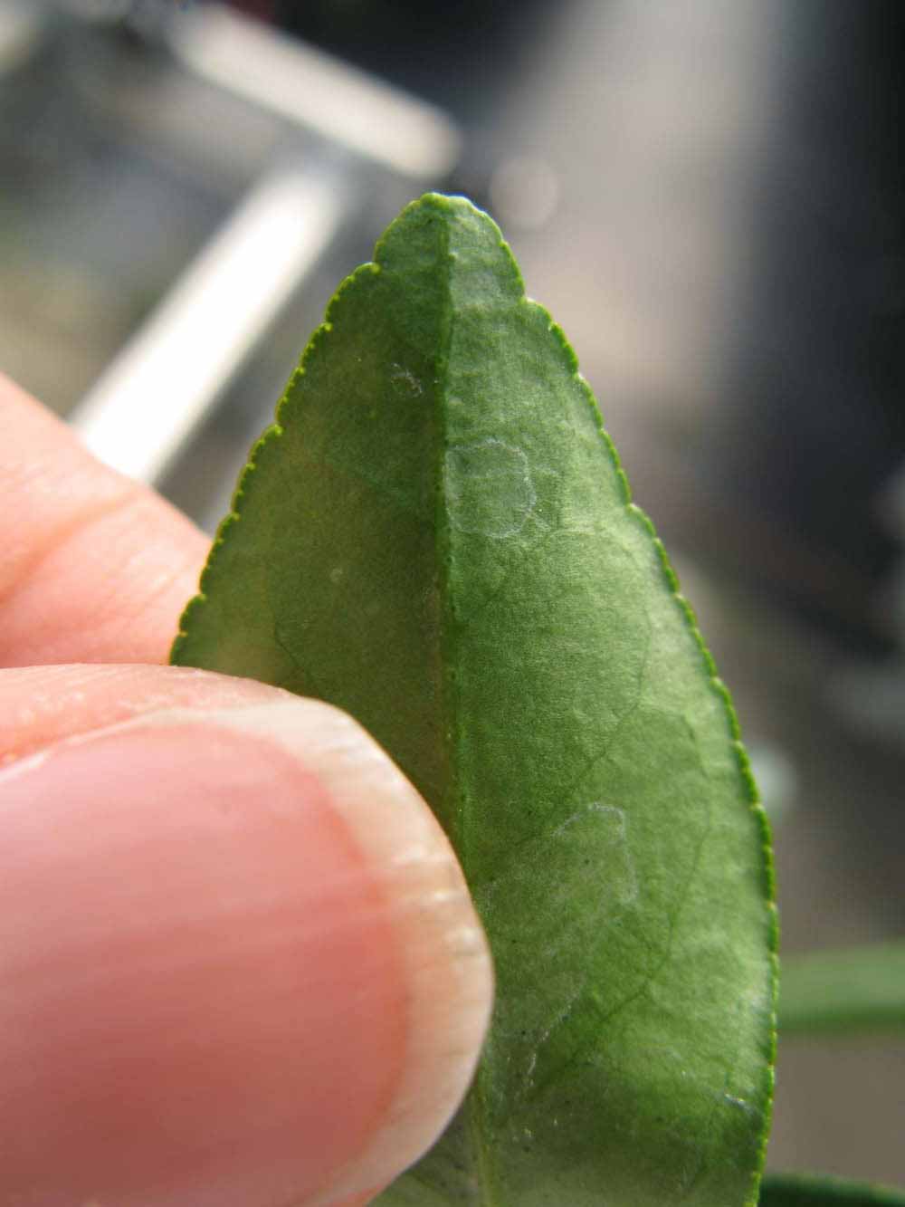              Margin (Phillip Rucks Citrus Nursery, Frostproof, FL)       